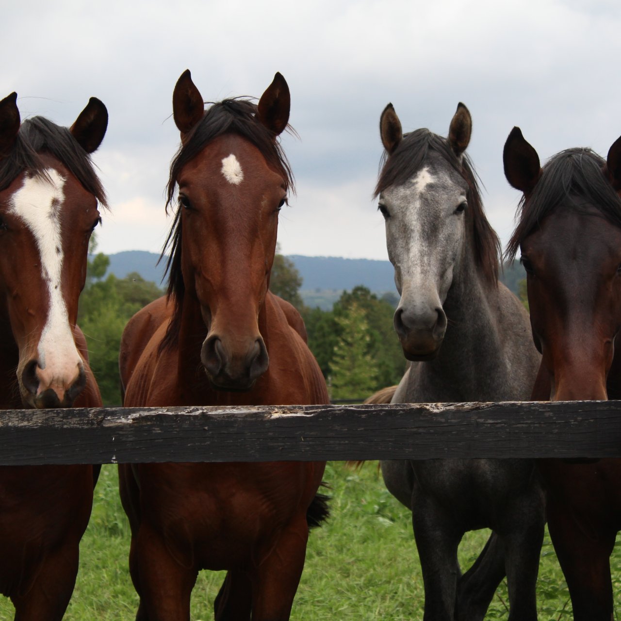 4 Pferde stehen hinter einem Zaun
