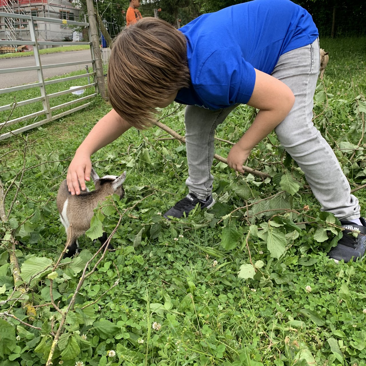 Junge streichelt eine kleine Ziege. 